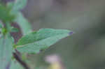 White goldenrod